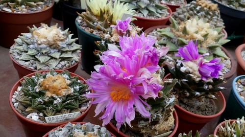 Ariocarpus mixed fresh - mixed,,