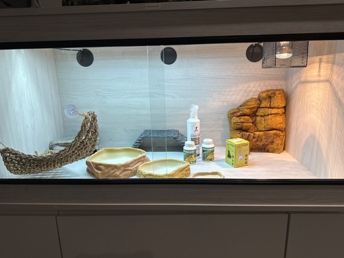 Bearded dragon vivarium - dragon,
