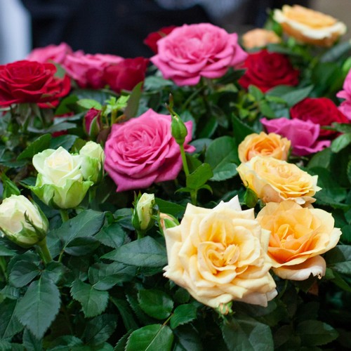 Rose indoor quattro mix - rose,