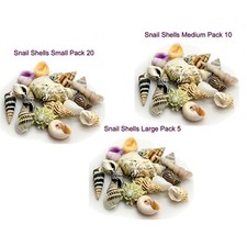 NATURAL SNAIL SHELLS SALTWATER