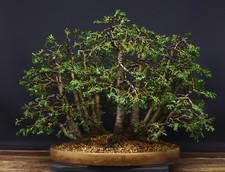 Cypress Forest Bonsai - Chamaecyparis Elwoodii Raft Group Planting