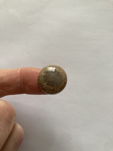 Fossil coral cabachon - fossil,
