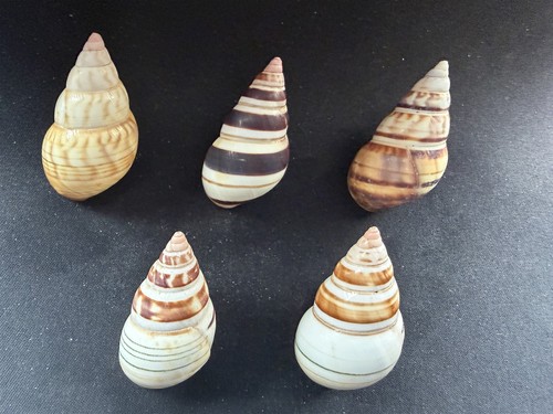 Lot 5 large beautiful - lot,