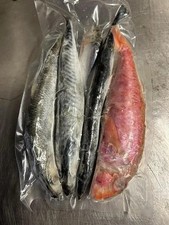 Frozen  PIKE Fishing Bait -