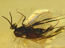 Chironomidae: (Midge). Genuine Fossil Inclusion in Burmese Amber