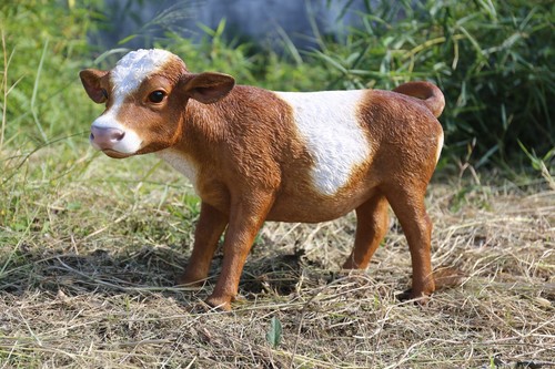 Standing farm cow - farm,