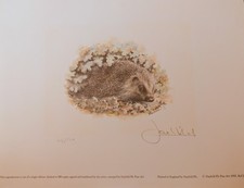 Hedgehog Limited Print Signed