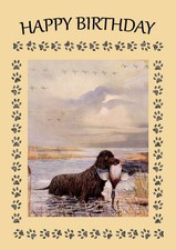 IRISH WATER SPANIEL DOG