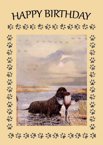 Irish water spaniel - spaniel, dog