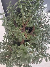 Very large, heavy, Indoor "Money Tree" Houseplant, in pot, magnificent specimen.