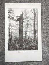 Home of Green Woodpecker, Yorkshire (Ornithology) - Antique Print - 1907