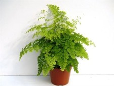 Adiantum var. Fragrans fern