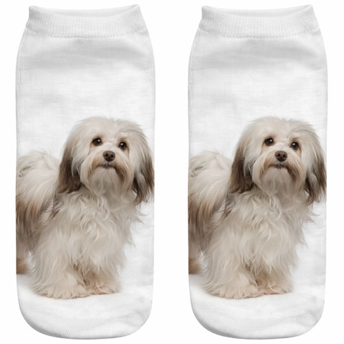 Havanese cute dog trainer - cute,