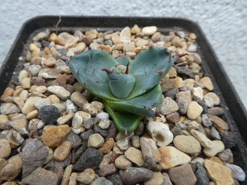 Agave durangensis shown in - durangensis,,