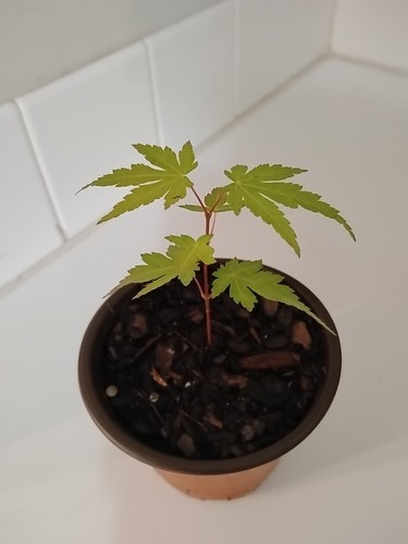 Green leaf japanese maple - japanese,