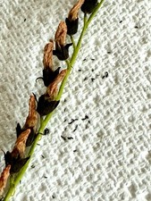 CAPE SUNDEW **100's of SEEDS** FUNGUS GNAT FRUIT FLY CATCHER Carnivorous Plant