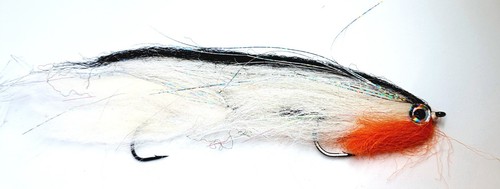 New foot long roach - roach,