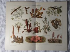 c1900 Antique COLOUR