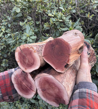 Manzanita driftwood trunk - manzanita,