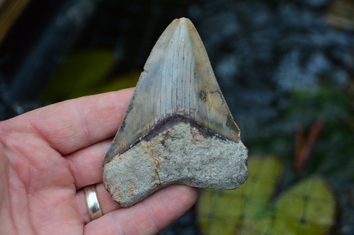 Mega megalodon shark - megalodon,