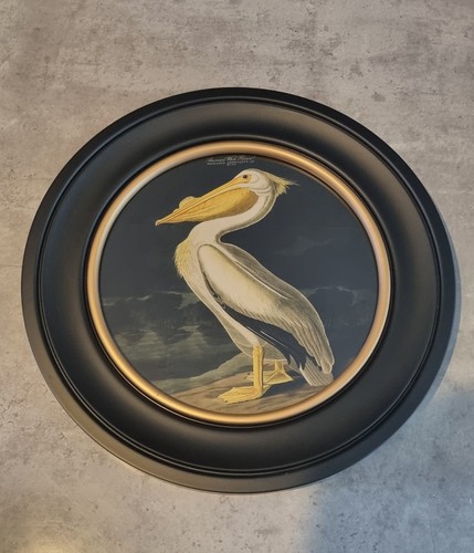 American white pelicanl art - american,