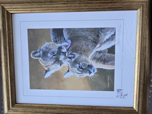 Stephen gayford harmony cat - stephen,