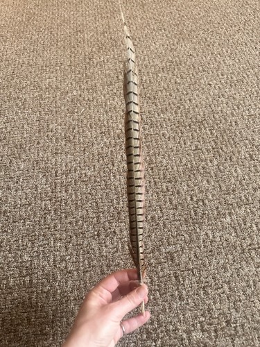 Pheasants tail feathers - pheasants,