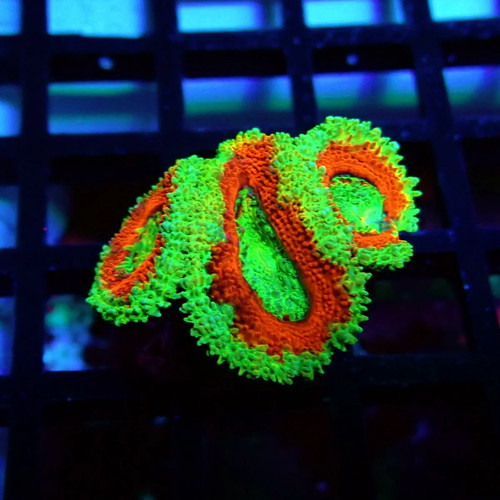 Wysiwyg acan lord coral frag - lord,
