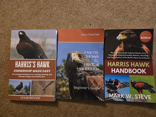 Harris hawk falconary - harris, x