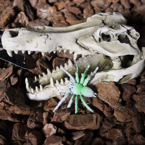 Background terrarium vivarium - background,