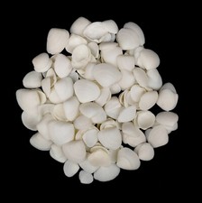 White cockles wedding seashell