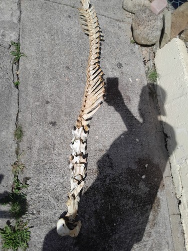 Genuine horse vertebrae spine - genuine,