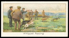Boguslavsky - Whippet Racing -