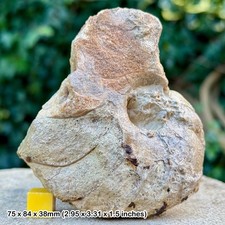 Cenoceras fossil nautilus - cenoceras,