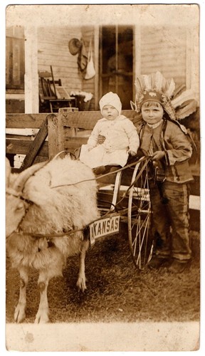 Arkansas baby goat cart - in,