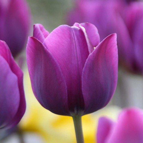 Negrita tulip deep purple - tulip,