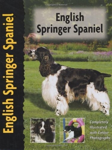 English springer spaniel - english,