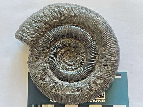 Dactylioceras tenuicostatum - dactylioceras,