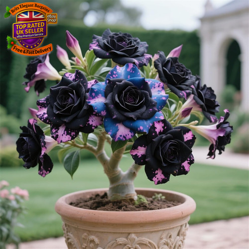 Desert rose bulbs - rose,