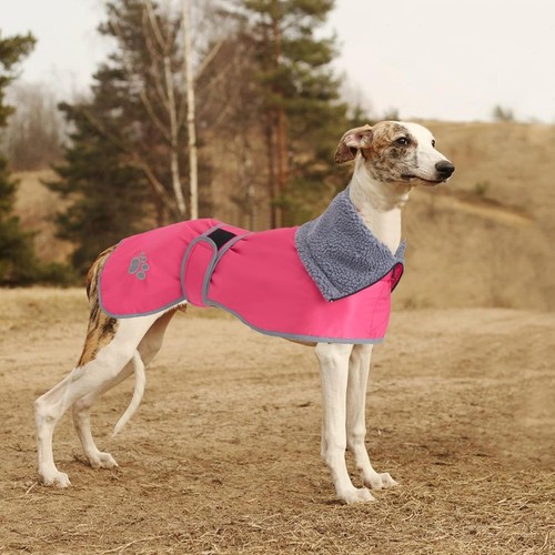Geyecete greyhound winter - geyecete,