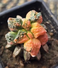 Rare Ariocarpus Fis Hybird