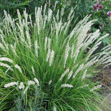 Sesleria autumnalis or sadleriana autumn moor-grass 9cm pot