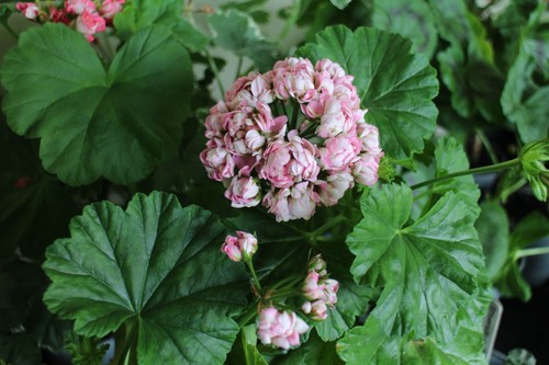 Pelargonium anita rosebud - anita,