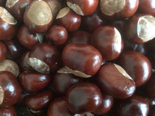 Conkers horse chestnut fresh - conkers,