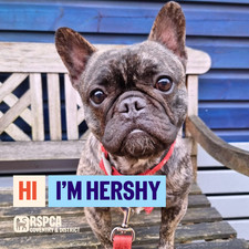 Donate help dogs - donate, like