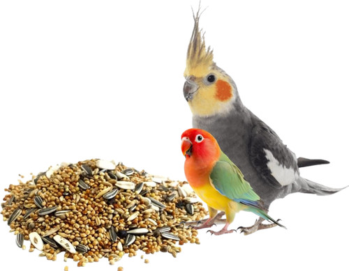 Cockatiel caged bird lovebird - caged,