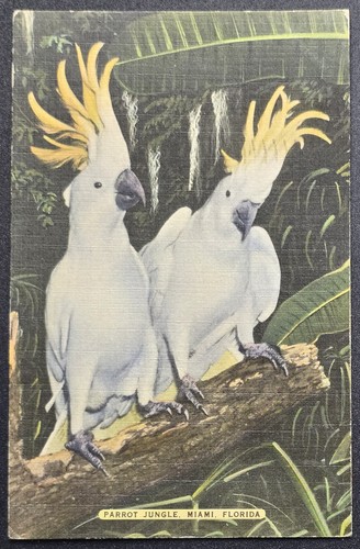1944 parrot jungle miami - miami, fl