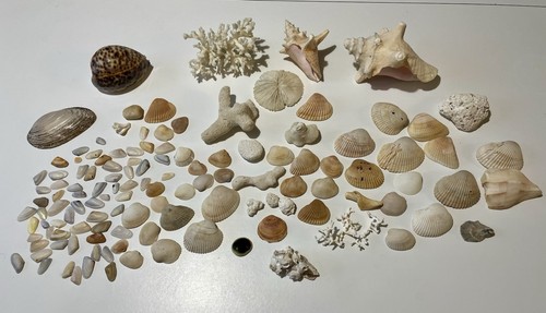 Vintage sea shell coral - sea,