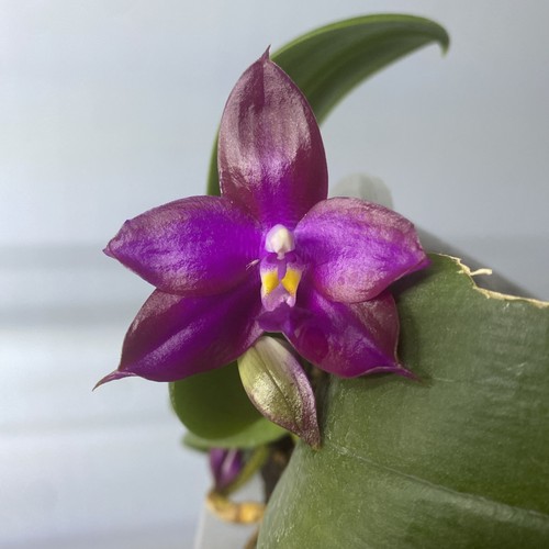 Fragrant phalaenopsis violacea - fragrant,