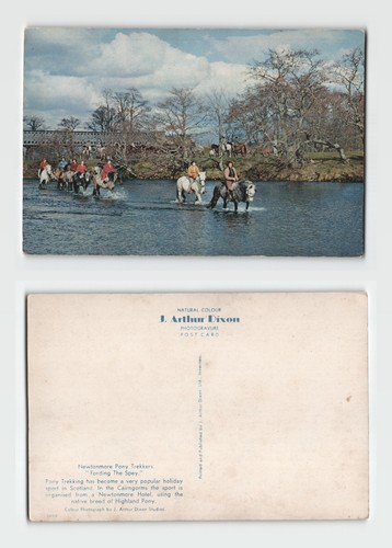 Postcard newtonmore pony - postcard,